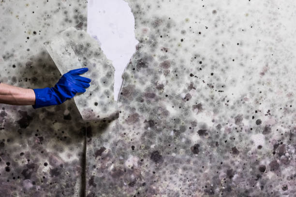 Best Toxic Mold Removal  in South Hempstead, NY