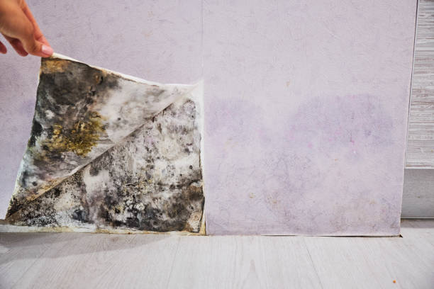 Mold Testing and Removal in South Hempstead, NY